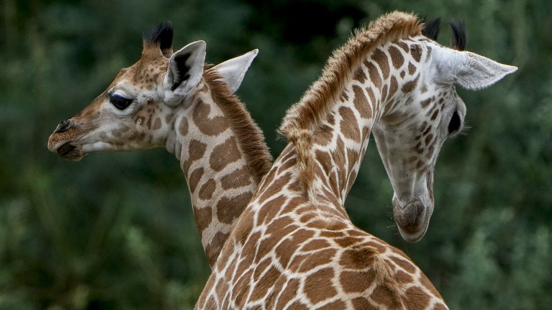 Une girafe de huit ans est décédée au zoo du Grand Vancouver. Emily, née le 11 août, et Berti, née le 24 juin, se tiennent ensemble lors d'une cérémonie de baptême au zoo Tierpark de Berlin, en Allemagne, le 22 août. 