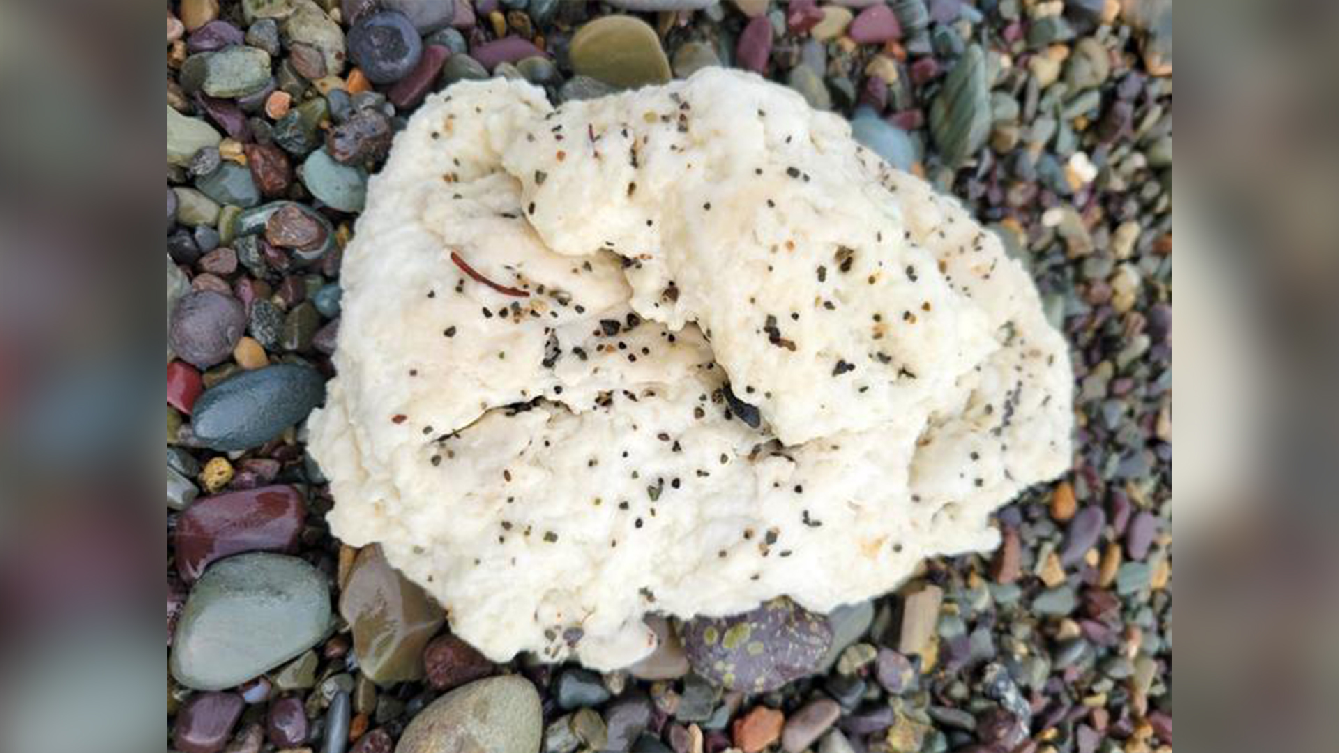 Une masse blanche d'origine inconnue trouvée sur une plage de Terre-Neuve à l'automne 2024.