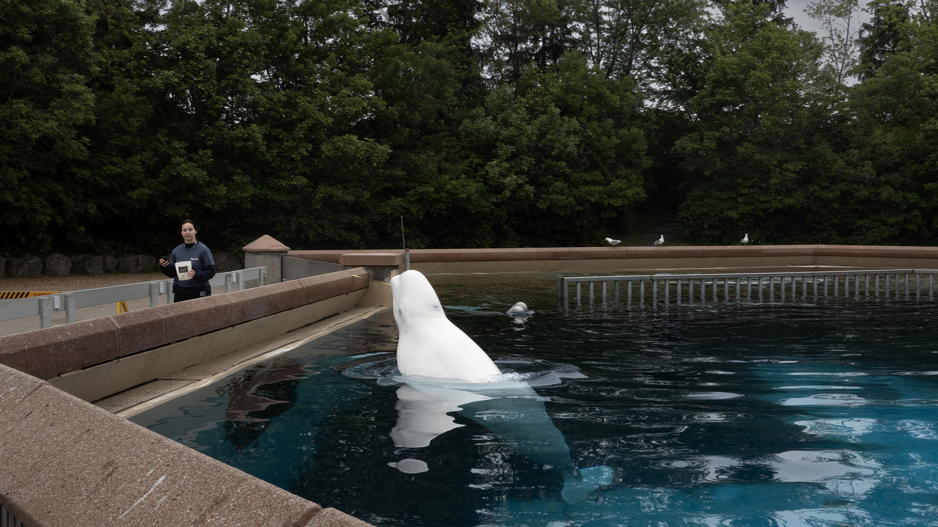 Un béluga fait surface dans un bassin pour être nourri par un employé du parc d'attractions Marineland à Niagara Falls, en Ontario, le 9 juin 2023.