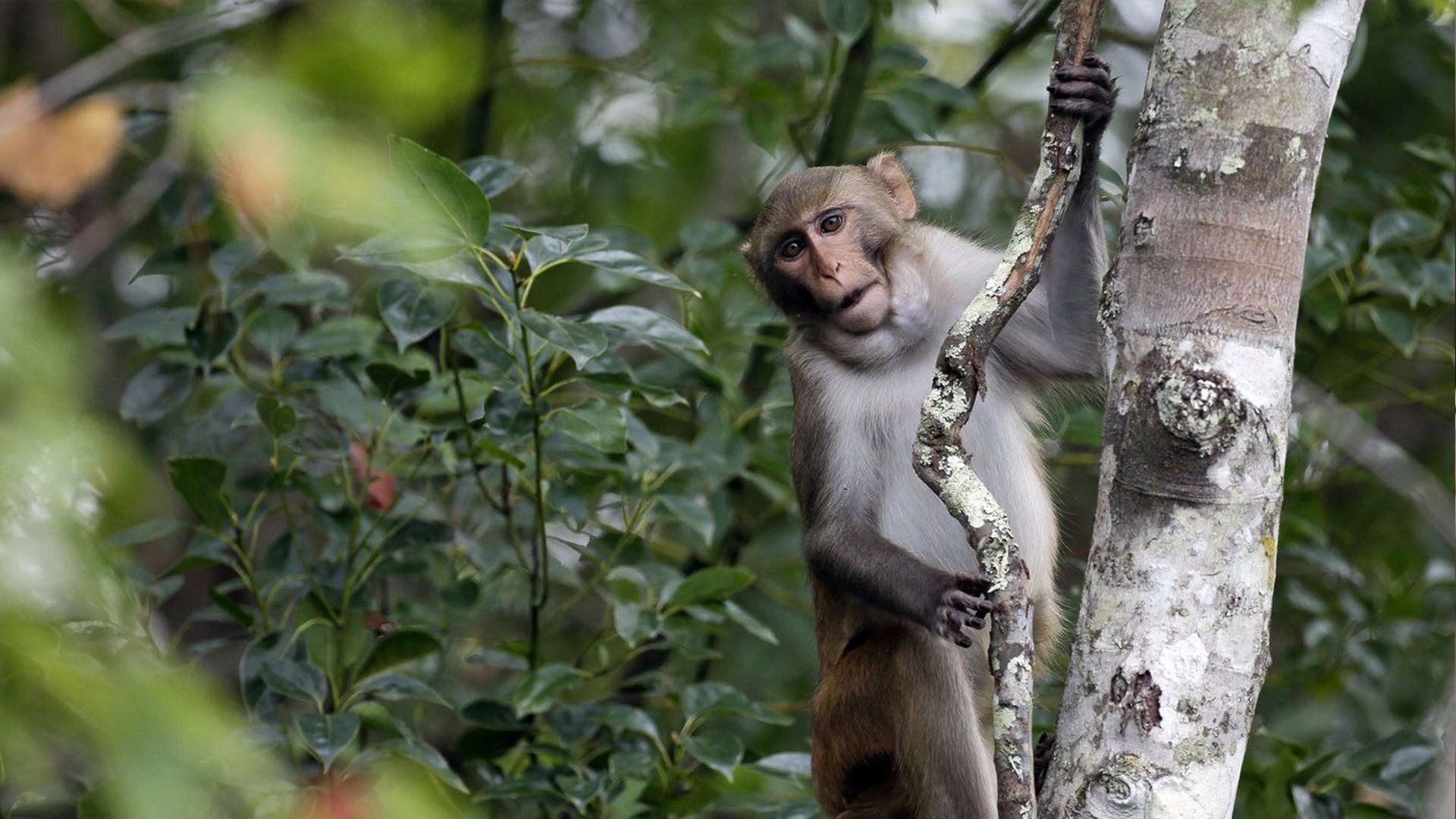 Un macaque rhésus observe des kayakistes se promenant sur la rivière Silver, à Siver Springs en Floride, le 10 novembre 2017.