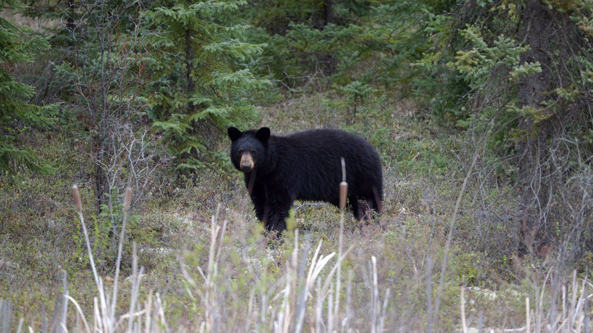 Un ours noir se tient près du bord de l'autoroute 881 près de Conklin, en Alberta, le mardi 10 mai 2016. 