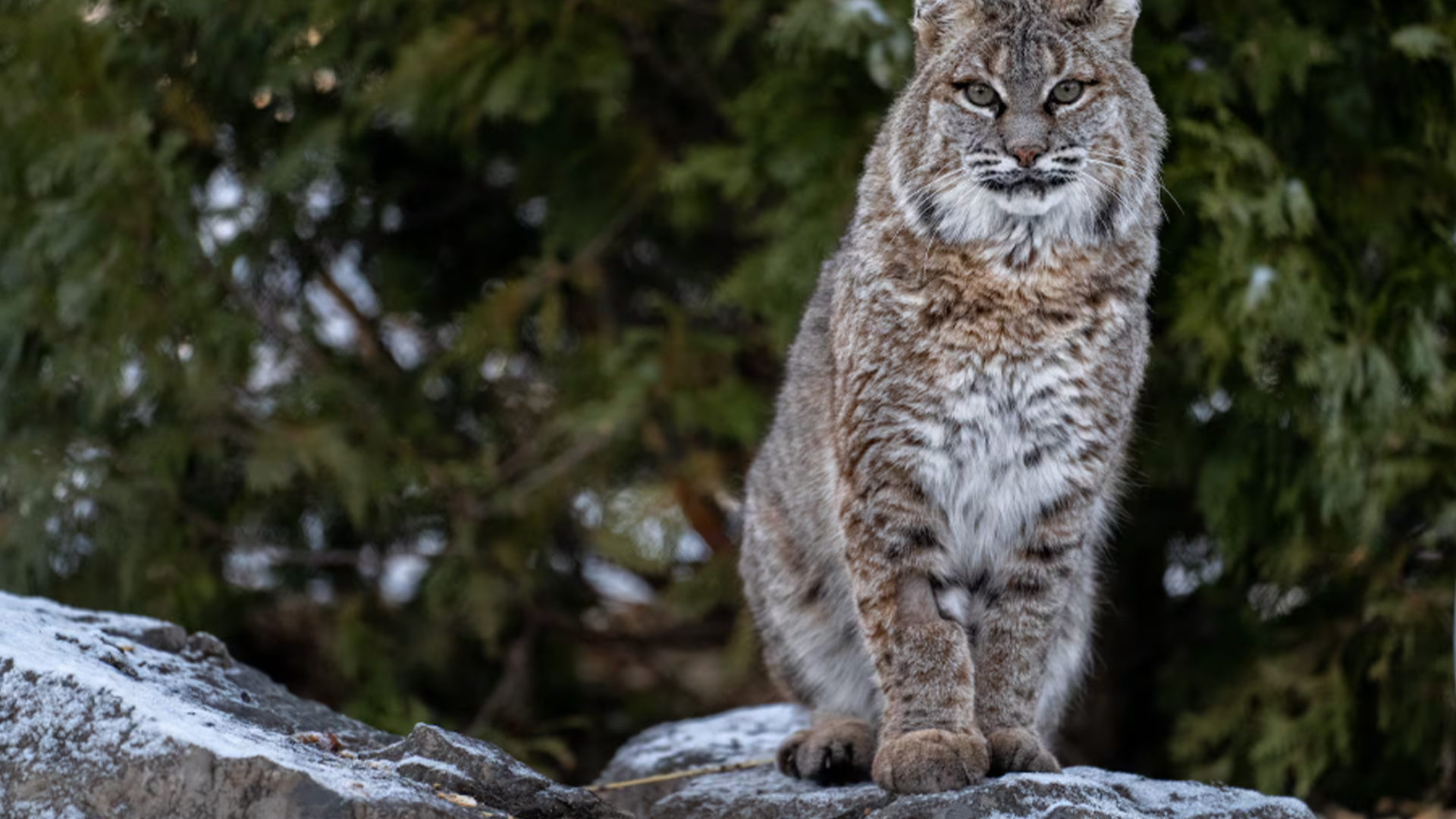 Aria, le lynx roux, a emménagé au zoo Ecomuseum de Montréal à Sainte-Anne-de-Bellevue le 7 décembre 2024. 