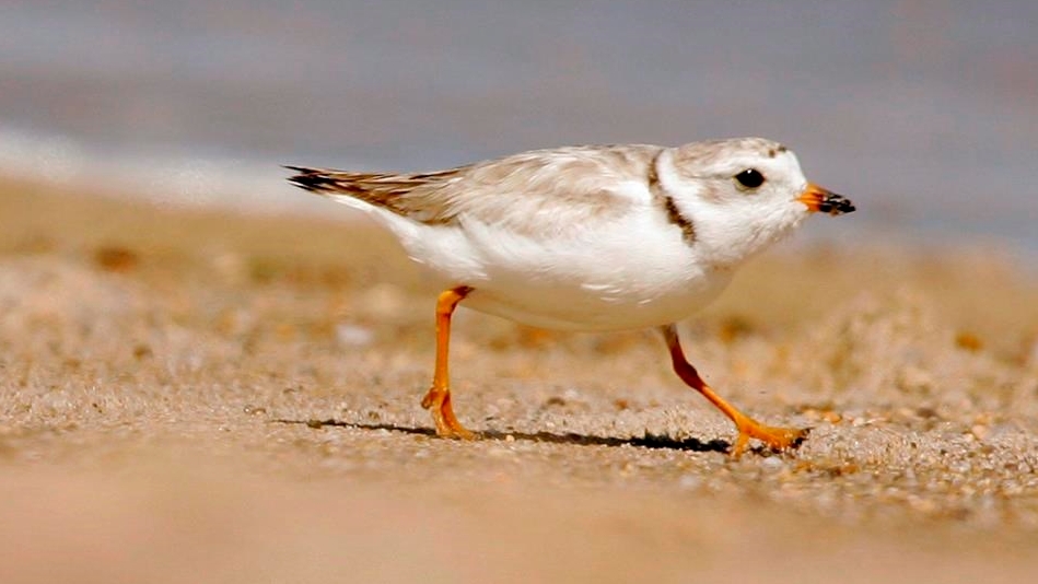 Le pluvier siffleur, un oiseau de rivage en voie de disparition.