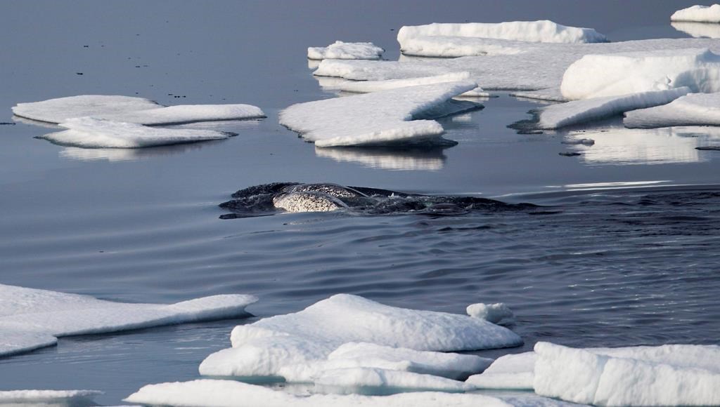 L'ile baffin outlet