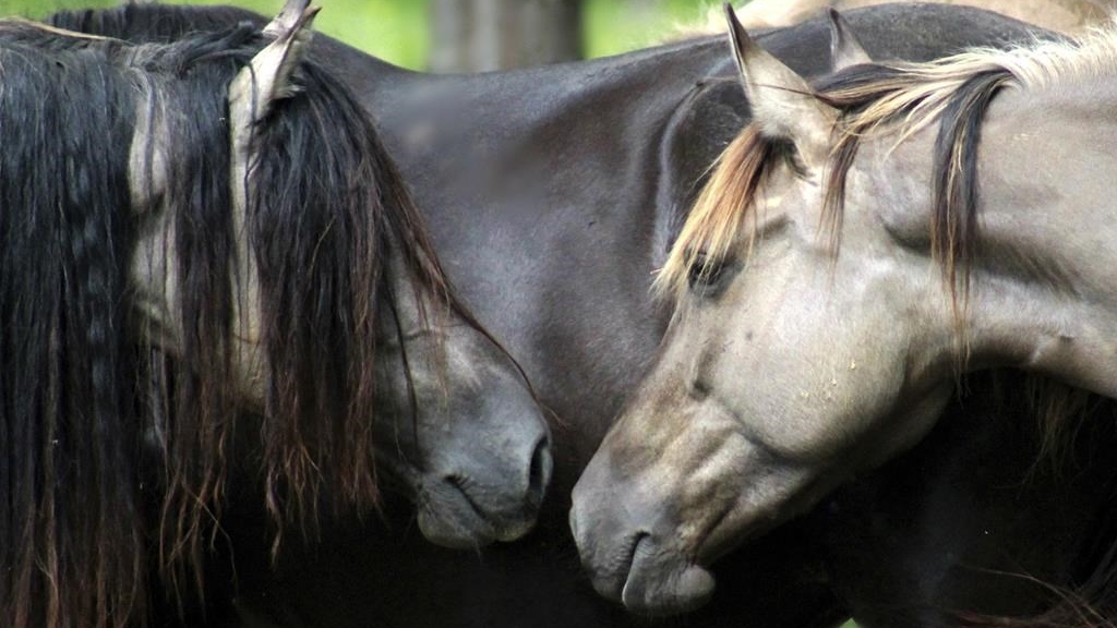 Une nouvelle analyse d'os de chevaux obtenus auprès de musées des Grandes Plaines et du nord des Rocheuses démontre que les chevaux couraient dans les prairies au début des années 1600.