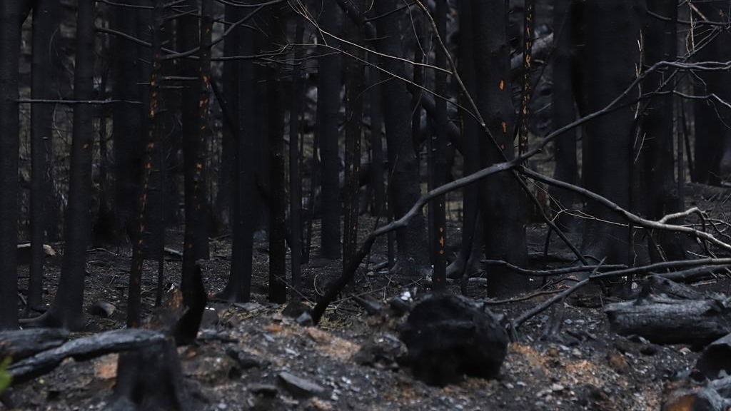 Cet incendie a atteint plus de 235 kilomètres carrés, le plus grand jamais enregistré dans l'histoire de la province. 