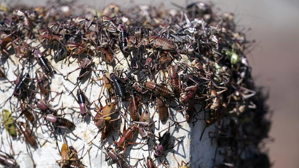 Depuis des semaines, ces bestioles rouges envahissent des pans entiers du nord du Nevada et sèment le chaos.