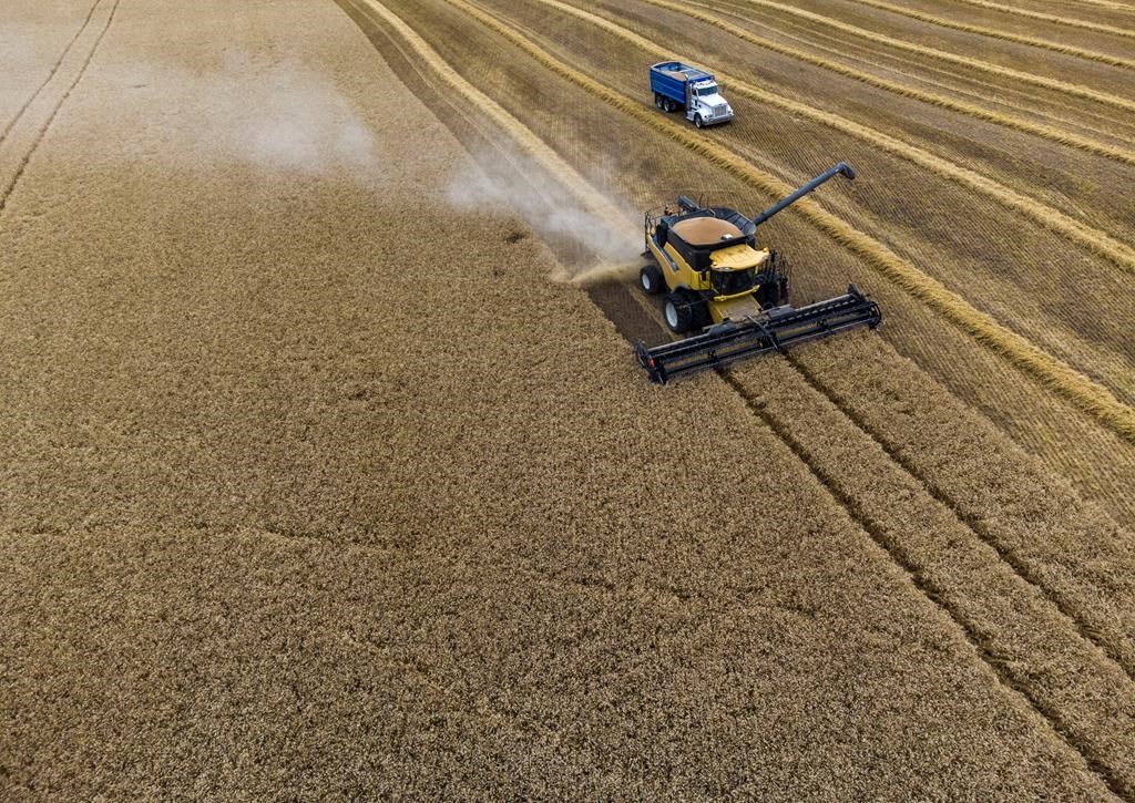 Des agriculteurs récoltent leur blé près de Cremona, en Alberta, le mardi 19 septembre 2023.