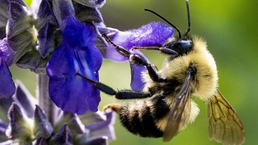 Ces abeilles nichent dans le sol et sont confrontées à une double menace.