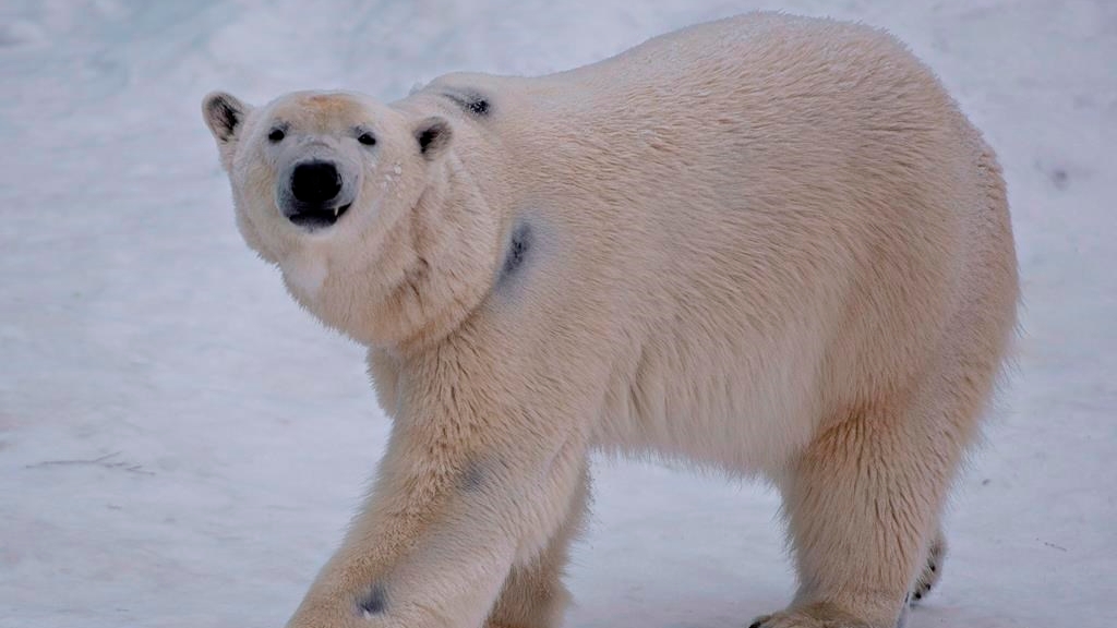 Les ours polaires sont définitivement une des espèces les plus emblématiques du Canada, a souligné une des auteures de l'étude, et il est important de comprendre de quoi ils ont besoin pour être en santé.