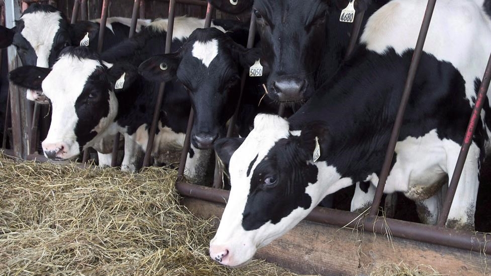 Aucune vache n'est morte du virus et les bovins affectés se rétablissent généralement au bout de quelques semaines.