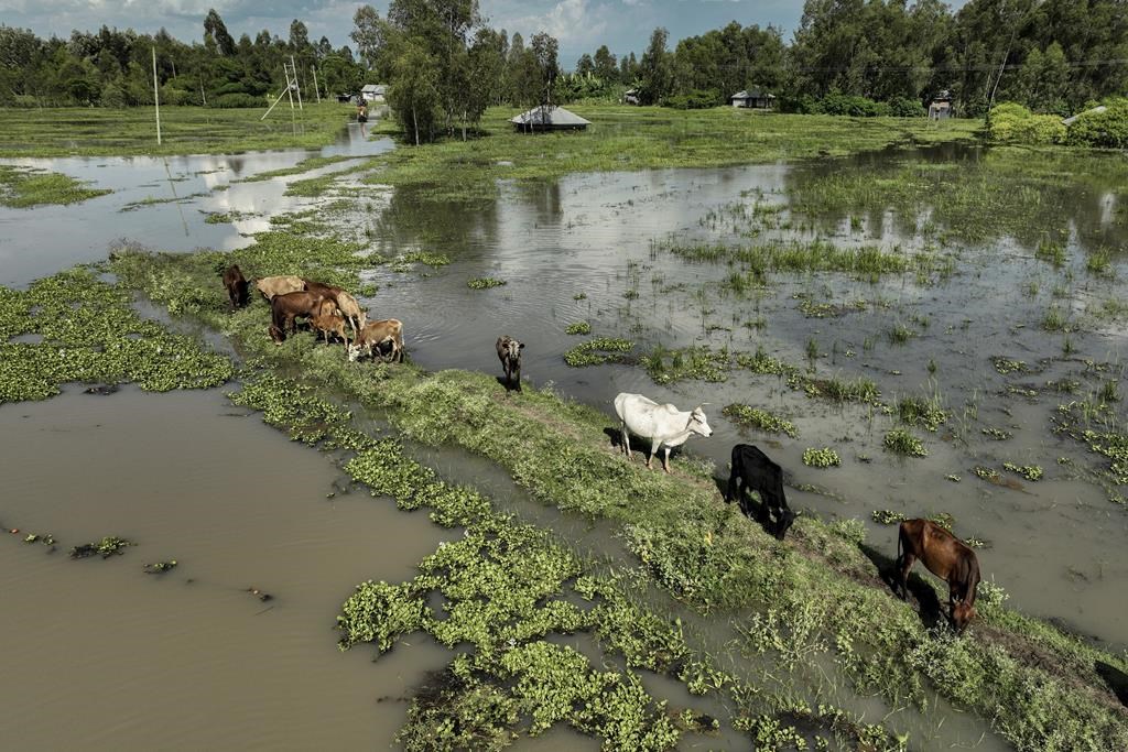  Des vaches broutent dans un enclos inondé à Kisumu, au Kenya, mercredi 17 avril 2024. Au Kenya, plus de 30 personnes sont mortes depuis la mi-mars dans des inondations qui ont touché plus de 100 000 personnes, selon l'ONU, qui cite les chiffres de la Croix-Rouge dans sa dernière mise à jour. 