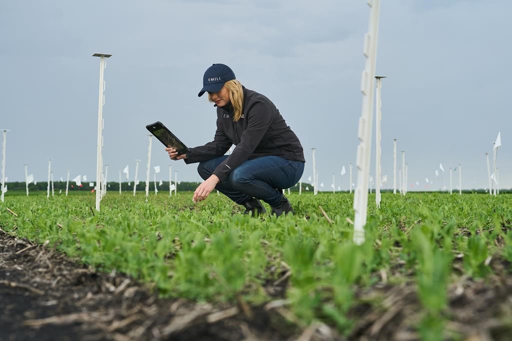 EMILI Managing Director, Jacqueline Keena, is photographed in the field at Innovation Farms, north of Winnipeg on Wednesday, June 12, 2024. THE CANADIAN PRESS/David Lipnowski
