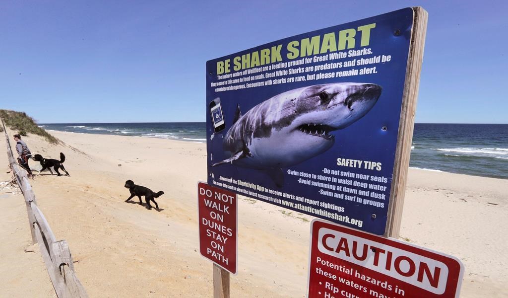 In this May, 22, 2019, photo, a woman walks with her dogs at Newcomb Hollow Beach in Wellfleet, Massachusetts. There's growing evidence that the number of great white sharks is on the rise along Canada's East Coast, where plans are in the works to post for the first time warning signs for beachgoers. THE CANADIAN PRESS/AP-Charles Krupa