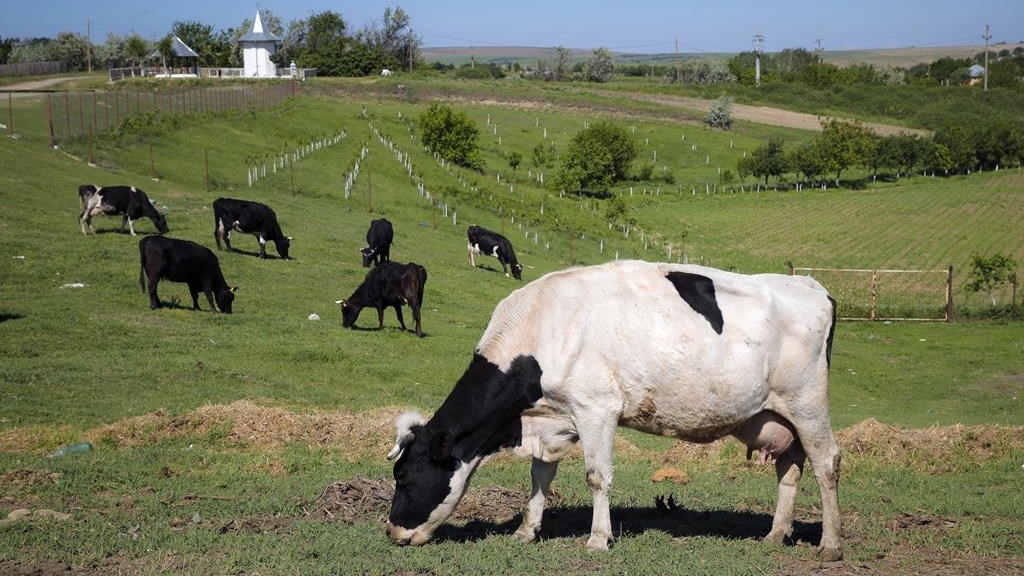 Le Danemark va taxer les éleveurs pour les gaz à effet de serre émis par leurs vaches, moutons et porcs à partir de 2030.