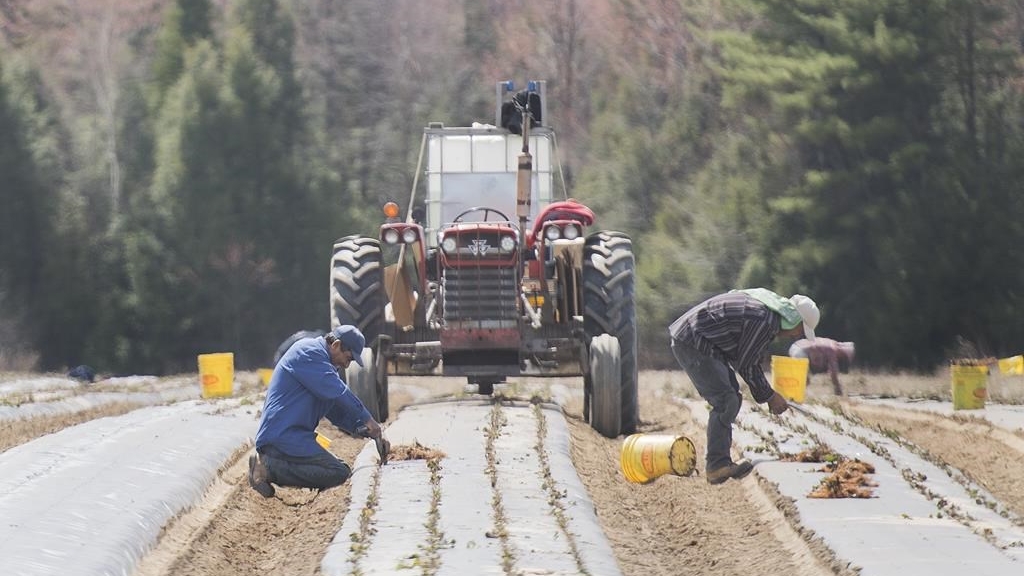 A recently released report says Canada’s temporary foreign worker program is a “breeding ground” for contemporary types of slavery. Temporary foreign workers from Mexico plant strawberries on a farm in Mirabel, Que., Wednesday, May 6, 2020. THE CANADIAN PRESS/Graham Hughes