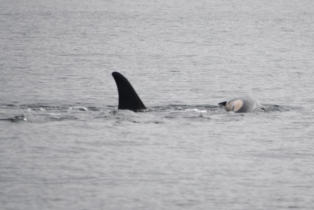 Sur cette photo fournie par NOAA Fisheries, l'orque J35 (Tahlequah) porte la carcasse de son baleineau mort dans les eaux de Puget Sound au large de West Seattle, Wash, le 1er janvier. Le baleineau est mort il y a plus de deux semaines, mais la baleine mère a été aperçue transportant toujours la carcasse dans les eaux au large de Victoria. 